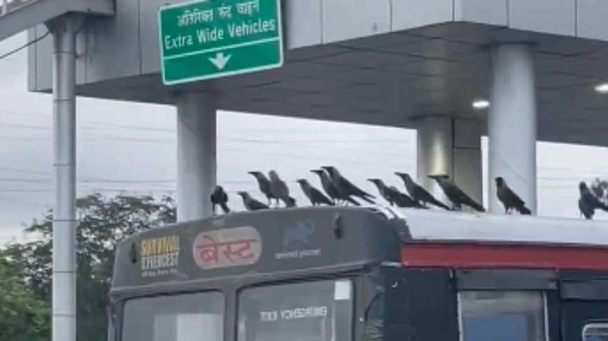 Flock of Crows Takes a Ride on Mumbai`s ‘Best’ Bus; Video Goes Viral-Watch