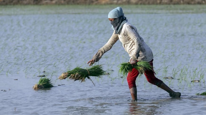 Good News: Farmers Of State To Get Rs 17,500/Hectare Bonus If They Do THIS Simple Thing