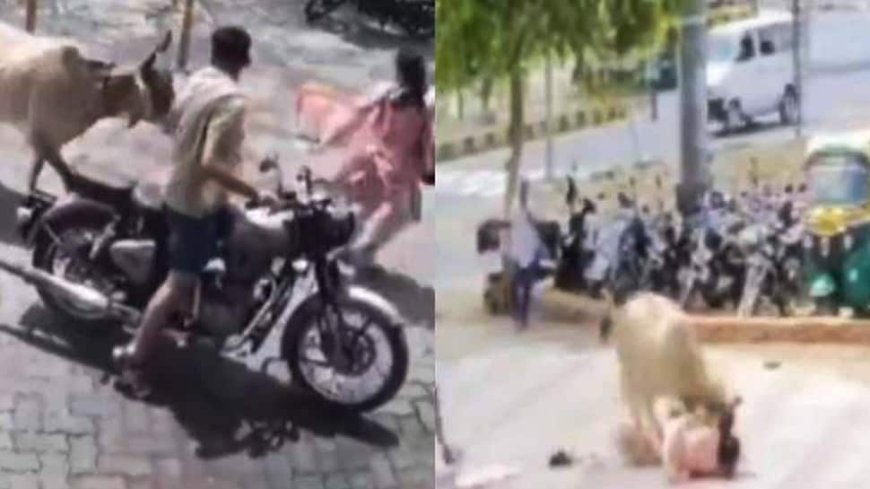 Woman On Royal Enfield Vs Angry Bull: Wild Encounter On Road - Watch Viral Video