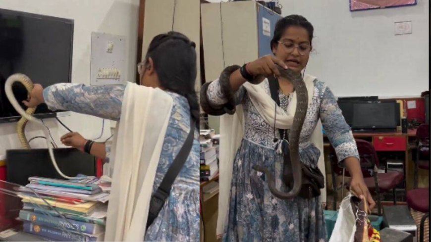 Woman Daring Stunt, Catches Big Size Snake Hiding In An Office Desk; Stunning Video Viral-Watch