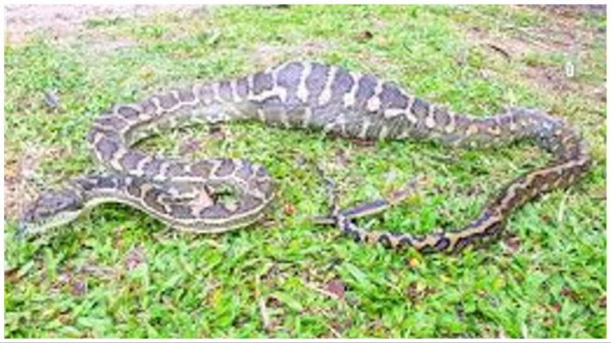 Snake`s Snack Shocks, Eats 2 Kg Chicken With `Ironic` Surprise