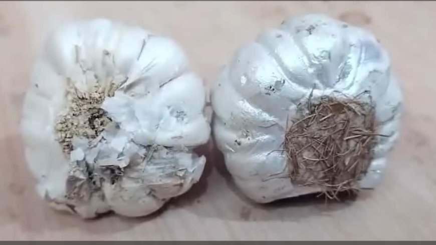 Fake Garlic Made Up Of Cement Floods Markets In Maharashtra`s Akola, Customer Duped - Watch