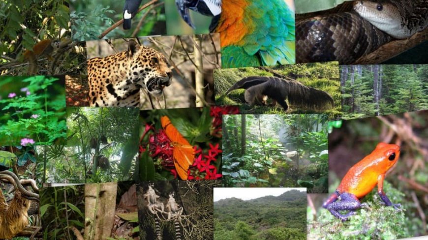 Investigating the Wild: What Species Are Found in the Amazon? Along with 8 Interesting Amazon Facts