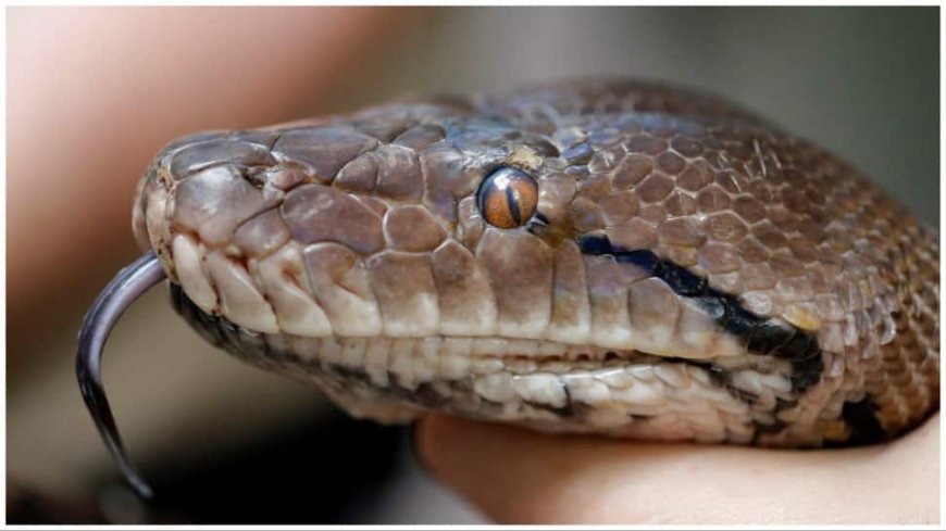 Jamshedpur Tragedy: Snake Charmer Suffocates As Python Strangles Him In A Shocking Twist