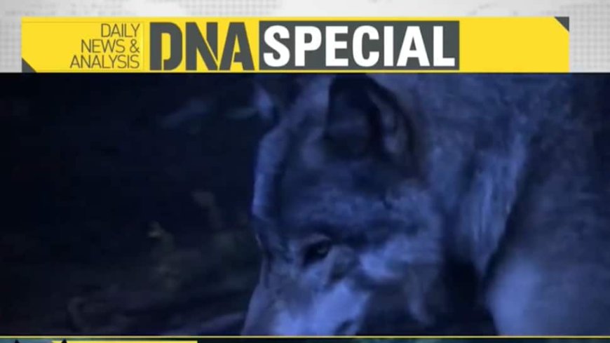 DNA: Analysing How Bahraich`s Wolves Became Man-Eaters And The Hunt For Alpha Wolf