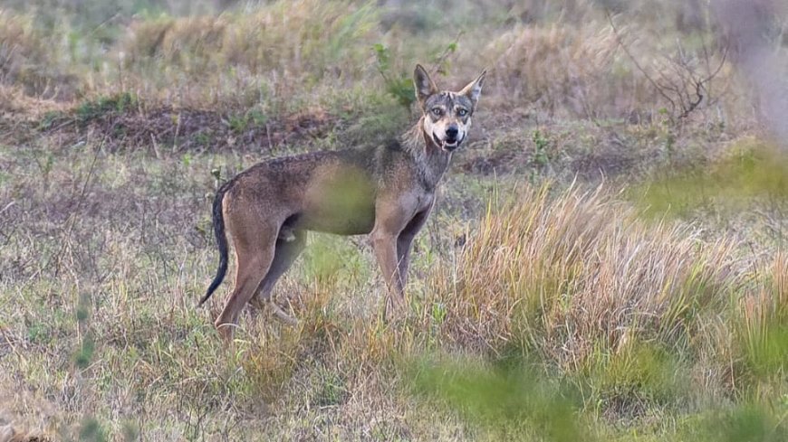 Killer Wolves Outsmart UP Officials In Bahraich Despite Drones, Infrared Cameras