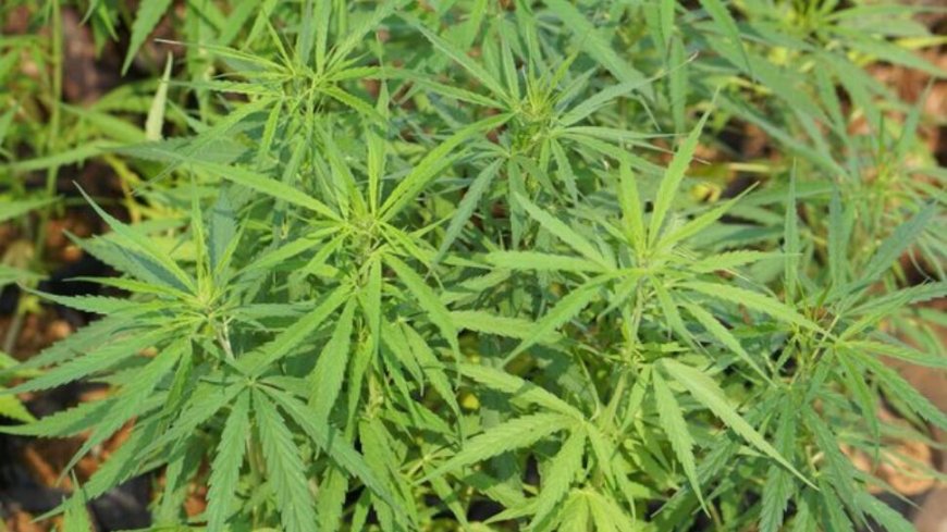 Himachal Assembly Adopt Resolution For Legal Cannabis Cultivation In State