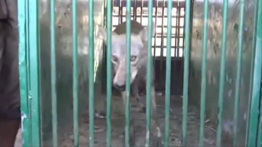 Fifth Wolf Caught In UP`s Bahraich Amid Search Operation — VIDEO