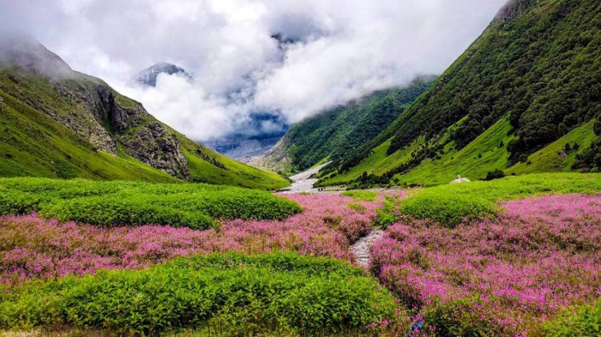 The Valley of Flowers National Park: A Historical and Natural Treasure