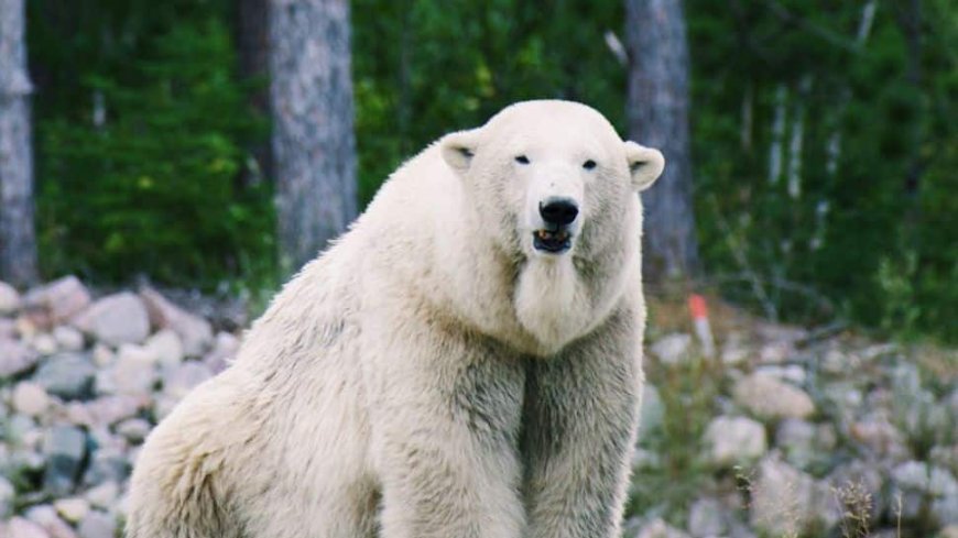 Polar Bear Appears In Iceland For First Time In 8 Years, Shot Dead After Rare Sighting