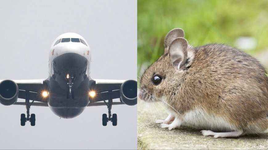 Flight Makes Emergency Landing After Live Mouse Crawls Out Of Passenger's Meal