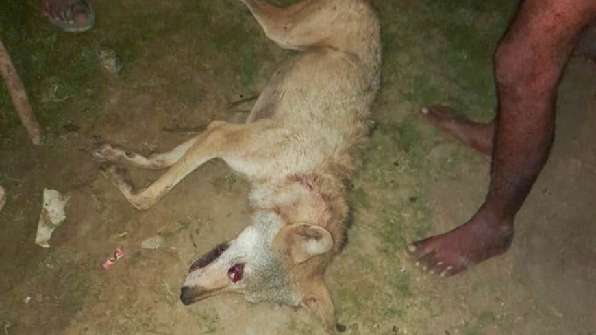 Wolf Pack Terror Ends In UP`s Bahraich, Villagers Kill 6th And Final Predator