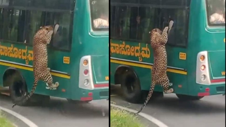 Leopard Tries To Hop Onto Safari Bus At Bengaluru`s Bannerghatta National Park, Video Goes Viral