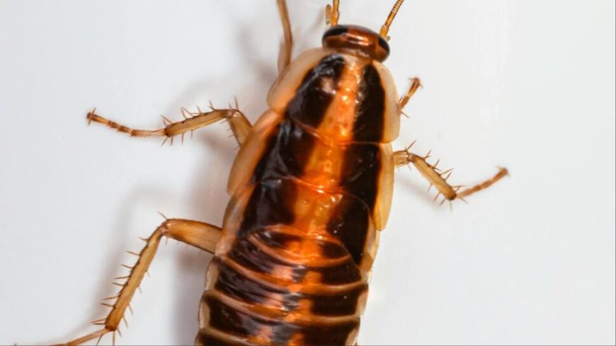 3 Cm-Long Live Cockroach Removed From Delhi Youth’s Intestine