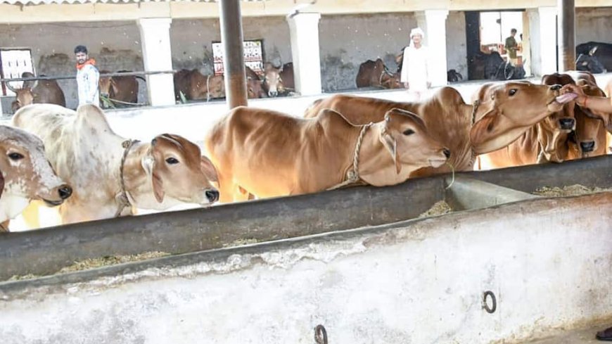 UP Minister`s Bizarre Claim: ‘Cleaning, Lying In Cowshed Can Cure Cancer’