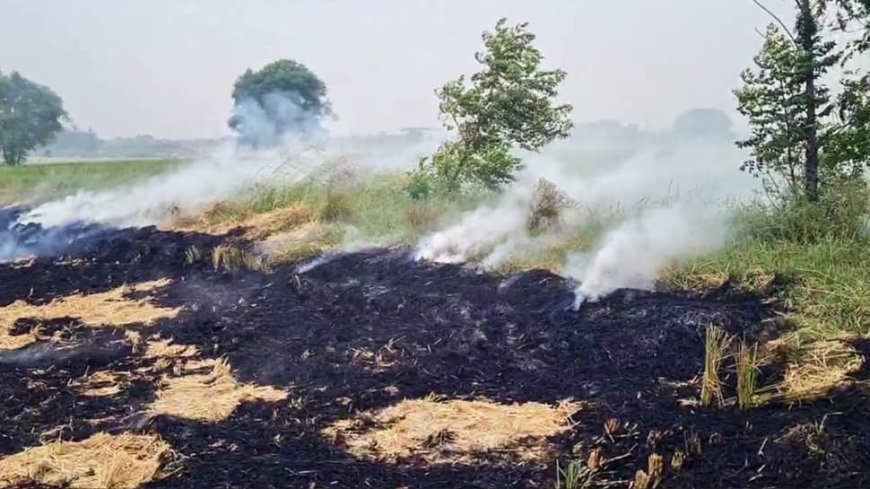 Stubble Burning Incidents Resurface In Punjab, Haryana Despite SC`s Interference