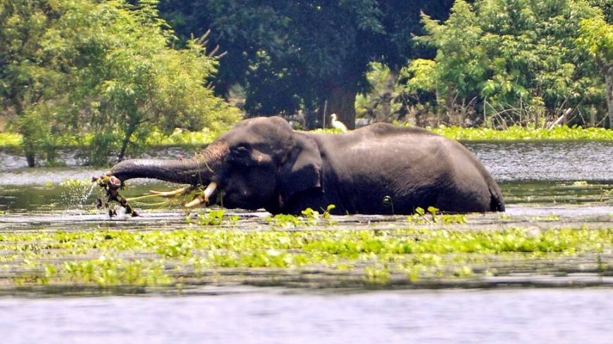 Madhya Pradesh Wild Elephant Deaths: Toll Touches 7 As 3 More Die, Two Still Critical