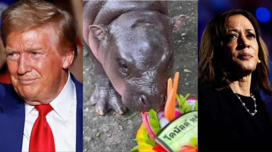 US Elections: With Trump Leading Poll Race, Baby Hippo Moo Deng Returns To Limelight, Here's Why