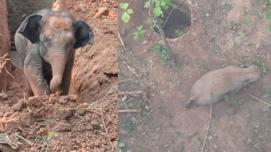 Baby Elephant Rescued From Well, Joyfully Reunited With Mother, Melting Hearts Online: Watch