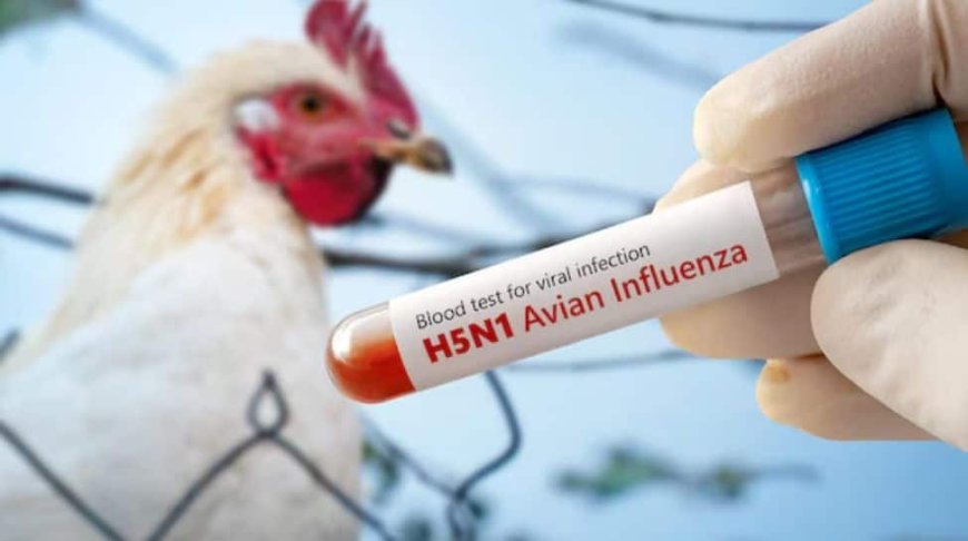 Canada Confirms First Domestically Acquired Human Case Of H5N1 Bird Flu