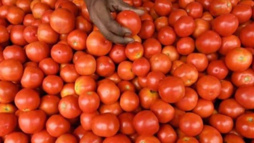 Tomato prices drop 22.5% As Flow Of Fresh Crop Picks Up Pace