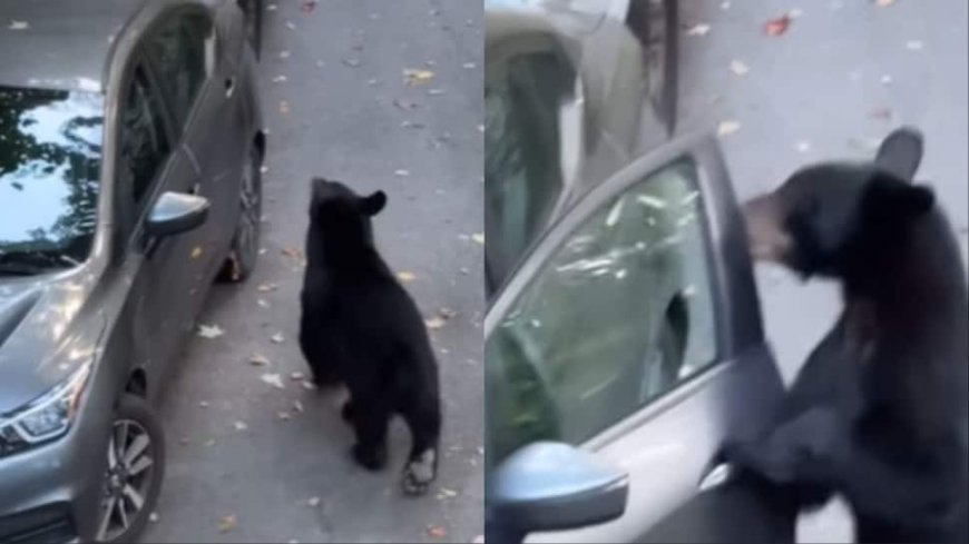 'This Bear Wanted A Ride Back Home': Viral Video Shows Wild Bear Opening Car Door, Hopping Into It - Watch