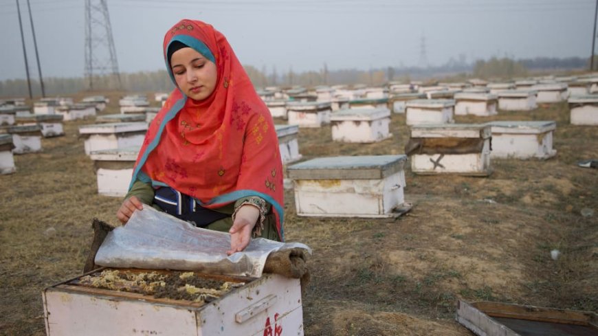 Meet Sania Zehra: Bee Queen Of Kashmir Who`s Breaking Stereotypes