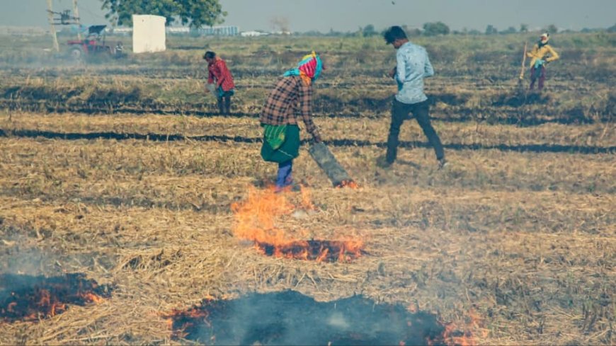 `Slow To Act`: SC Flays Punjab, Haryana Govts Over Stubble Burning