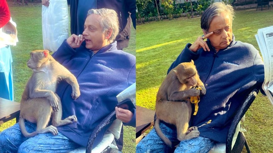 Monkey Jumps Into Shashi Tharoor`s Lap; Check What Happened Next