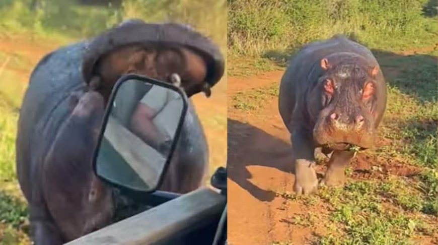 Safari Adventure Turns Terrifying: Angry Hippo Charges And Bites Tourist Vehicle In South Africa