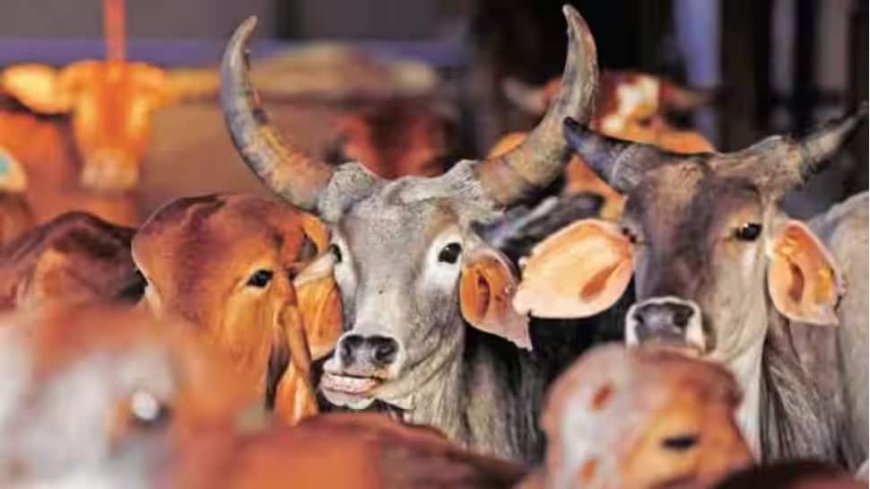 UP: Over 100 Booked for Alleged Attack On Hindu Activists Protesting Cow Shelter Neglect