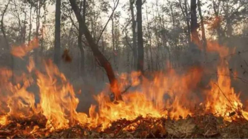 Los Angeles Wildfires Leave Devastation: Five Dead, Over 70,000 Evacuated