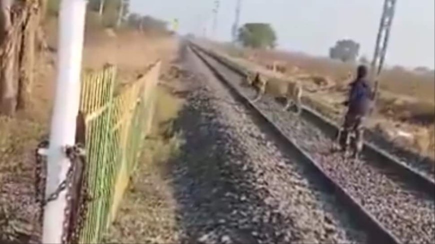 `Darr Ke Aage Jeet Hai`: Alert Forest Department Guard Chases Lion Away From Rail Track In Viral Video