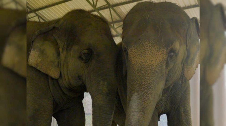 ISKCON Mayapur Elephants To Receive Lifelong Care And Support At Vantara