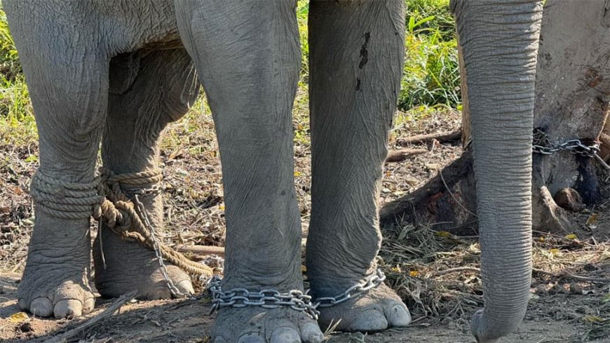 Vantara To Offer Chain-free Haven For 20 Elephants Rescued From Exploitative Logging Industry