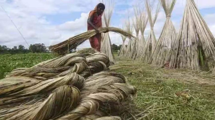 Centre Increases MSP Of Raw Jute By Rs 315 For 2025-26 Season