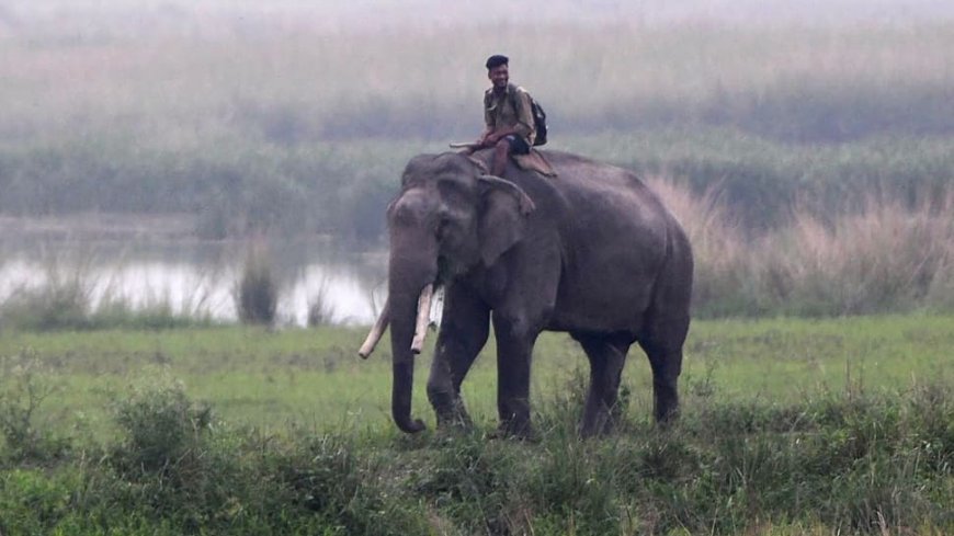 `Fake News`: Assam Rubbishes Reports Of Relocation Of Elephants To Other States