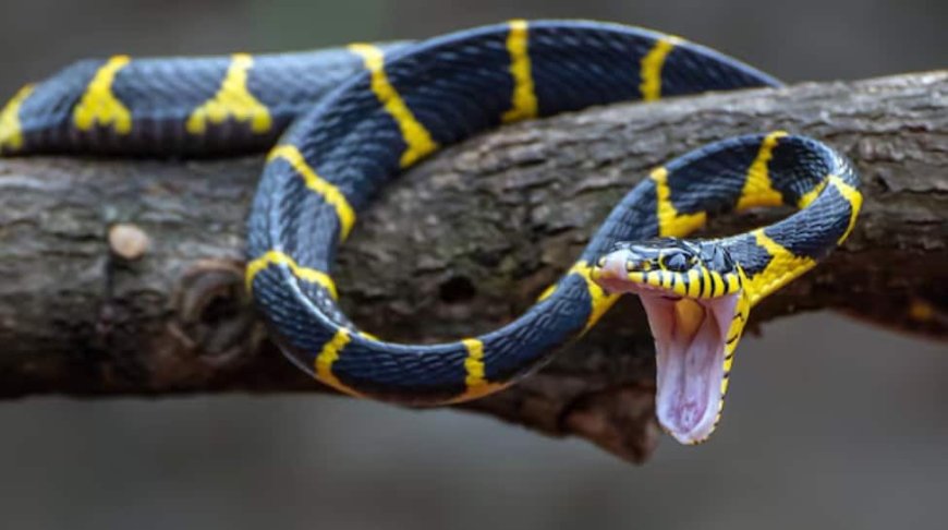 Tackling Snakebite Crisis In Assam: Experts Emphasize Awareness, Rescue Training And First-Aid Measures