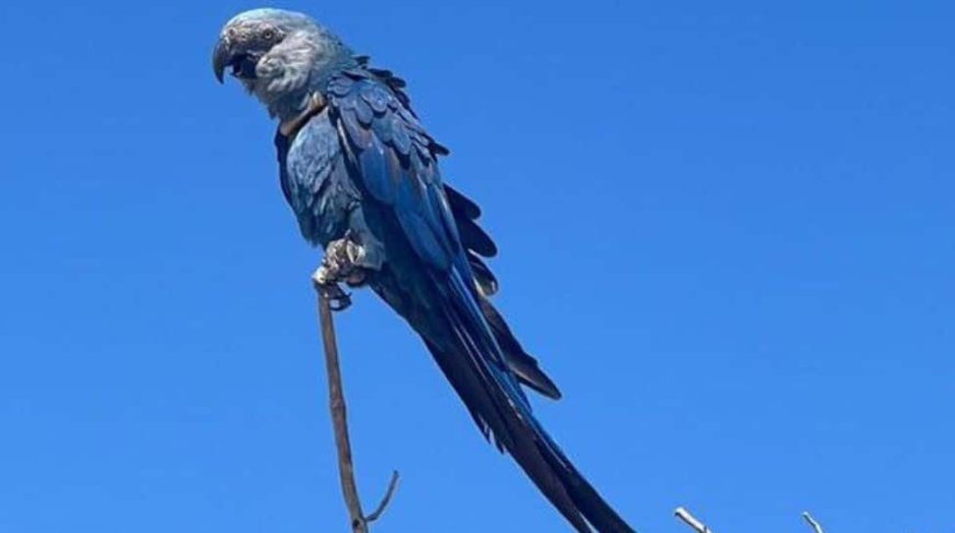 Vantara Partners With ACTP To Reintroduce 41 Extinct-In-The-Wild Spix’s Macaws In Brazil