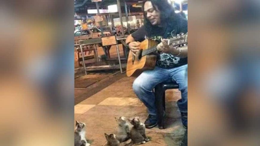 Ever Seen Cat Vibbing The song? Street Singer Wins Kitten Heart - Watch