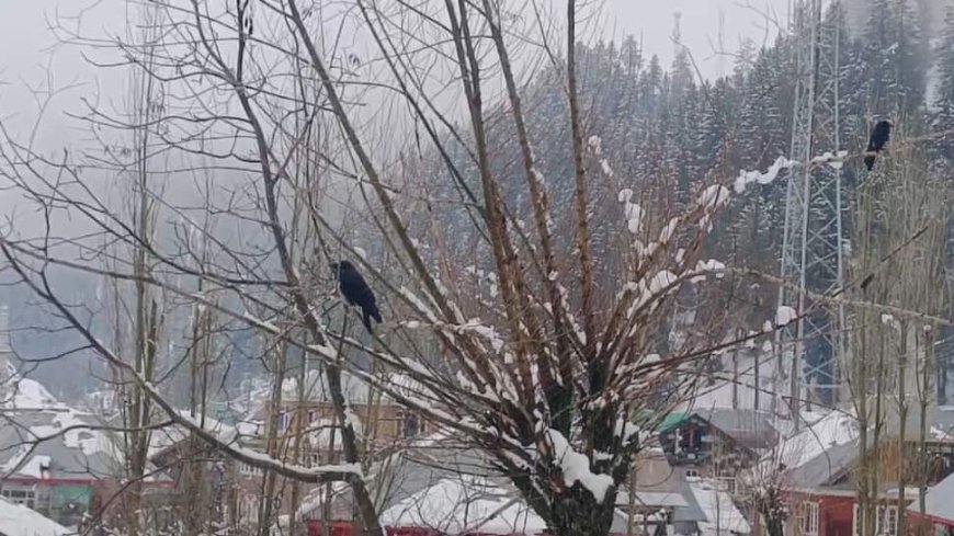 Heavy Snowfall In Kashmir Mountains, Rains Lash Plains; IMD Issues Yellow Alert