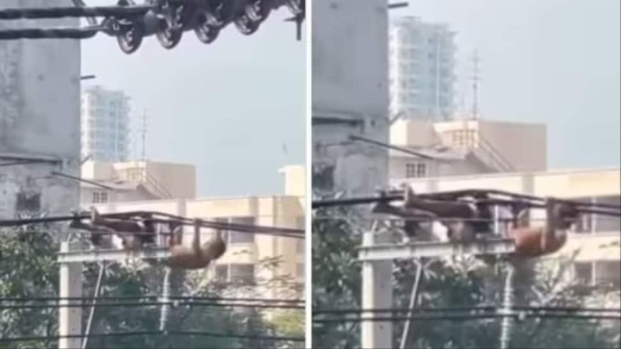 `Electrifying Workout`: Man Performs Pull-Ups On Live Wires In Viral Video — WATCH