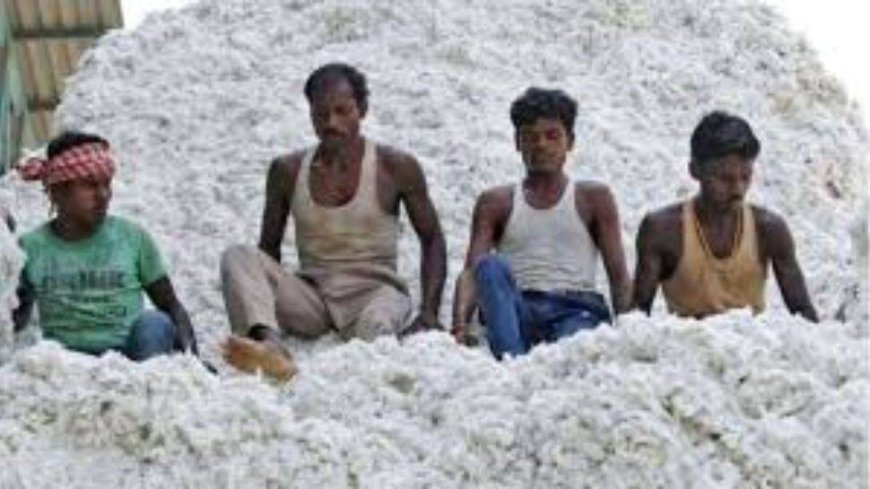 Gujarat Govt Begins Cotton Procurement At Minimum Support Price; Check Registration Deadline