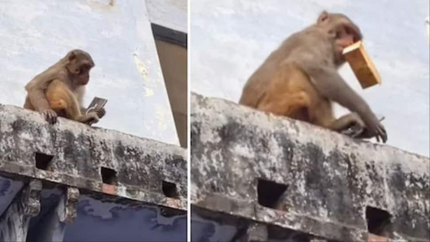 Monkey Cracks A Deal In Vrindavan: Trades Expensive Samsung Phone For THIS — Internet Goes Crazy After Video Goes Viral