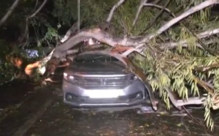 Delhi Rains: Mother, Her 3 Children Killed In Dwarka As Tree Collapses Amid Heavy Showers
