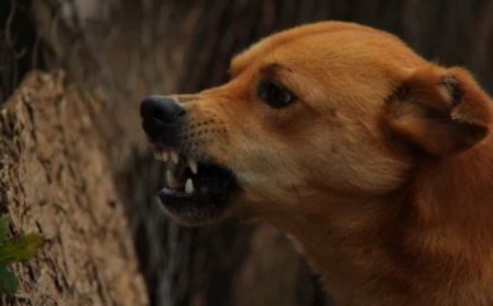 After One Child Dies, Another Battles For Life Despite Full Rabies Treatment In Kerala