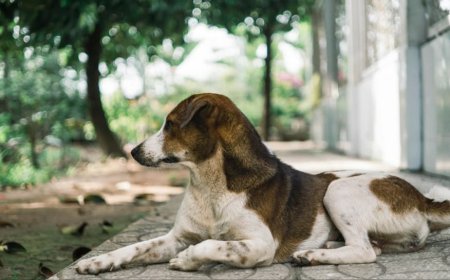 Noida Dog Attack: Elderly Woman Mauled In Exotica Dreamville, CCTV Footage Sparks Outrage