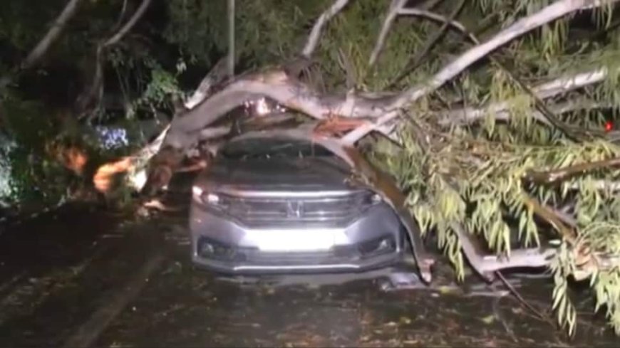 Delhi Rains: Mother, Her 3 Children Killed In Dwarka As Tree Collapses Amid Heavy Showers