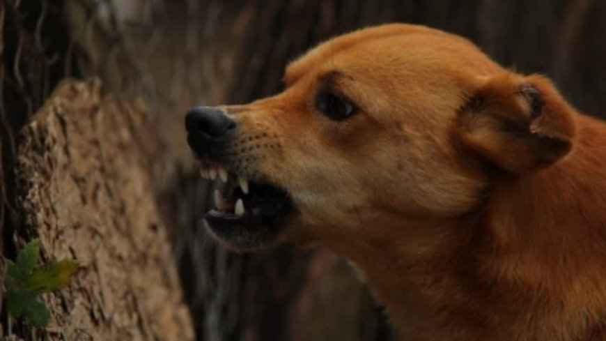 After One Child Dies, Another Battles For Life Despite Full Rabies Treatment In Kerala
