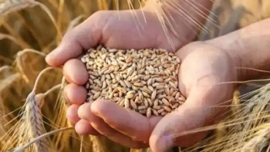 MP Expects To Procure 85 Lakh Tonnes Of Wheat This Rabi Season